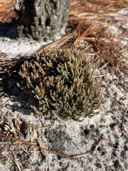 Selaginella acanthonota