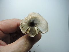 Tricholoma virgatum