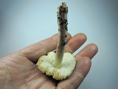 Tricholoma virgatum