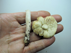 Tricholoma virgatum