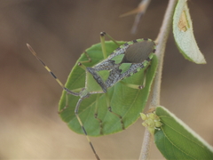 Prismatocerus prominulus