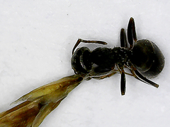 Lasius