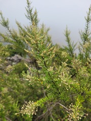 Phylica paniculata