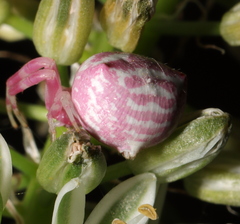 Thomisus citrinellus