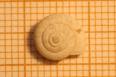 Xerocrassa subrogata