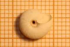 Xerocrassa subrogata