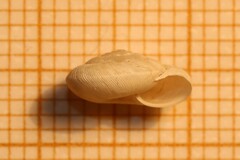 Xerocrassa subrogata