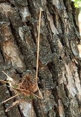 Pleurosticta acetabulum