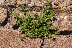 Herniaria glabra