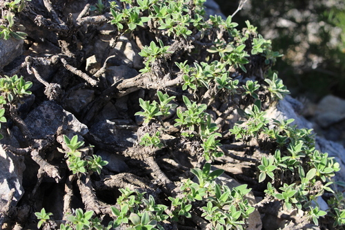 Pseudoscabiosa saxatilis (Pseudoscabiosa saxatilis)