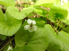 Viola macloskeyi