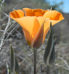 Calochortus kennedyi kennedyi