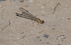 Argia apicalis