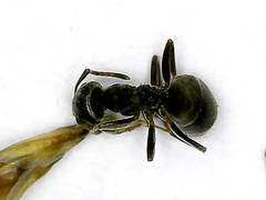 Lasius