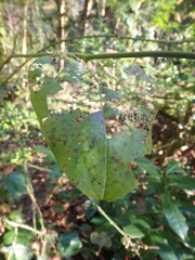 Smilax excelsa