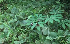 Moduza procris milonia
