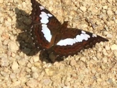 Moduza procris milonia