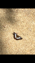 Moduza procris milonia