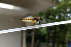 Aethriamanta brevipennis