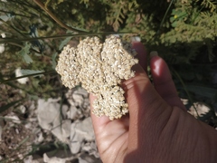 Achillea setacea