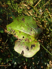 Smilax excelsa