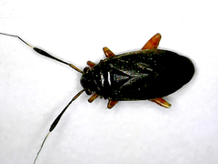 Capsus