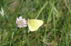 Colias palaeno