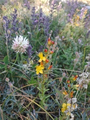 Hypericum linarioides