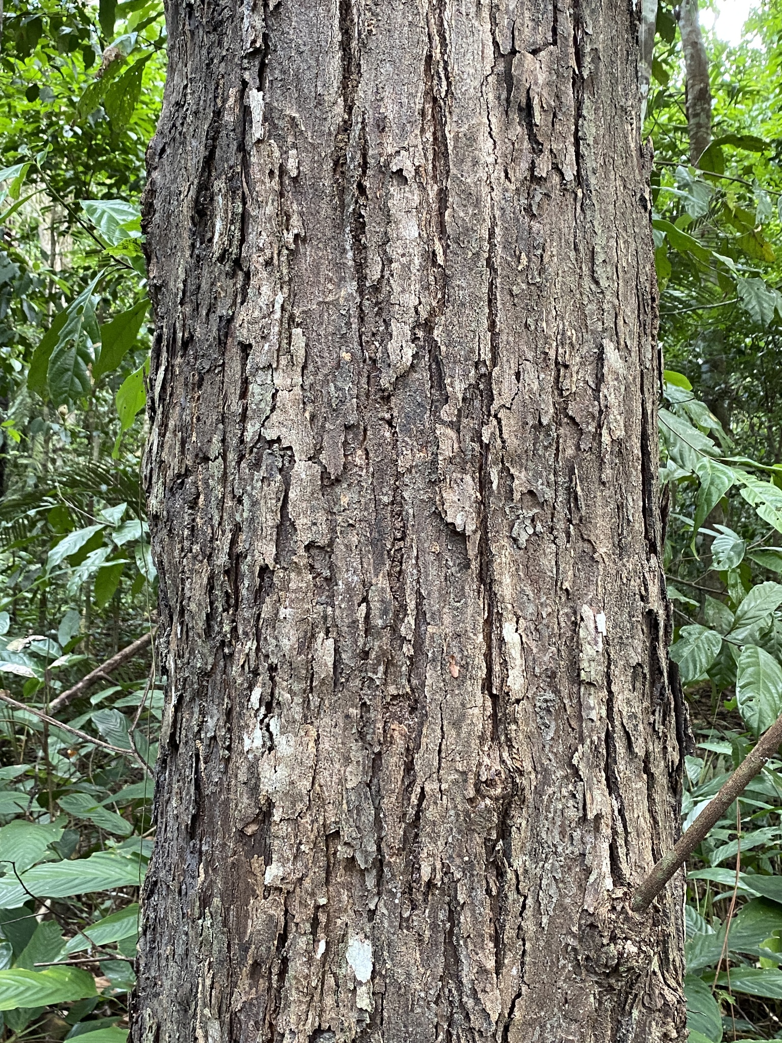 Imagem de Jacarandá-da-bahia