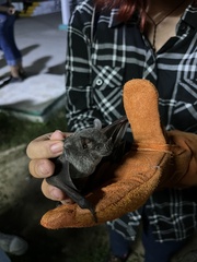 Artibeus jamaicensis