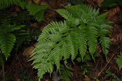 Dryopteris sparsa