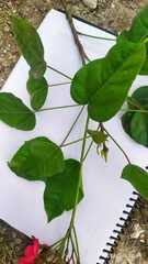 Jatropha integerrima