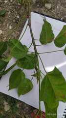 Jatropha integerrima