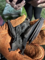 Artibeus jamaicensis