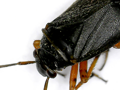 Capsus