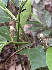 Piper anonifolium
