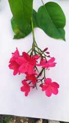 Jatropha integerrima