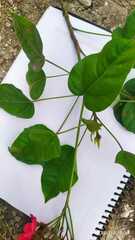 Jatropha integerrima