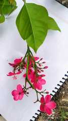 Jatropha integerrima