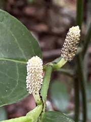 Piper anonifolium