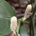 Piper anonifolium - Photo (c) Geovane Siqueira, algunos derechos reservados (CC BY-NC), subido por Geovane Siqueira