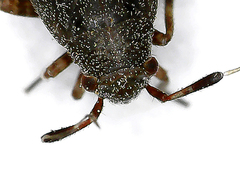 Capsus
