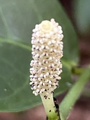 Piper anonifolium