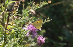 Colias chrysotheme