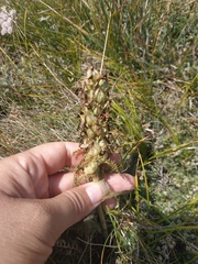 Pedicularis sibthorpii