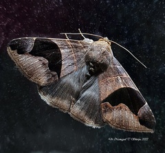 Bastilla joviana