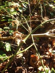 Smilax excelsa