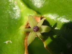 Ruscus colchicus