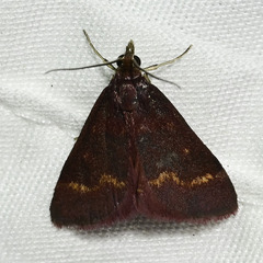 Pyrausta tyralis