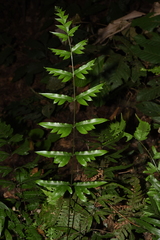 Pteris semipinnata